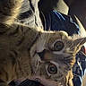 Snickers joined the competition — help win amazing prizes! cat, tabby, pet, animal, fur, whiskers, eyes, paw, indoor, blanket, cozy, resting, closeup, curious, cute, feline, portrait, relaxed, home, soft