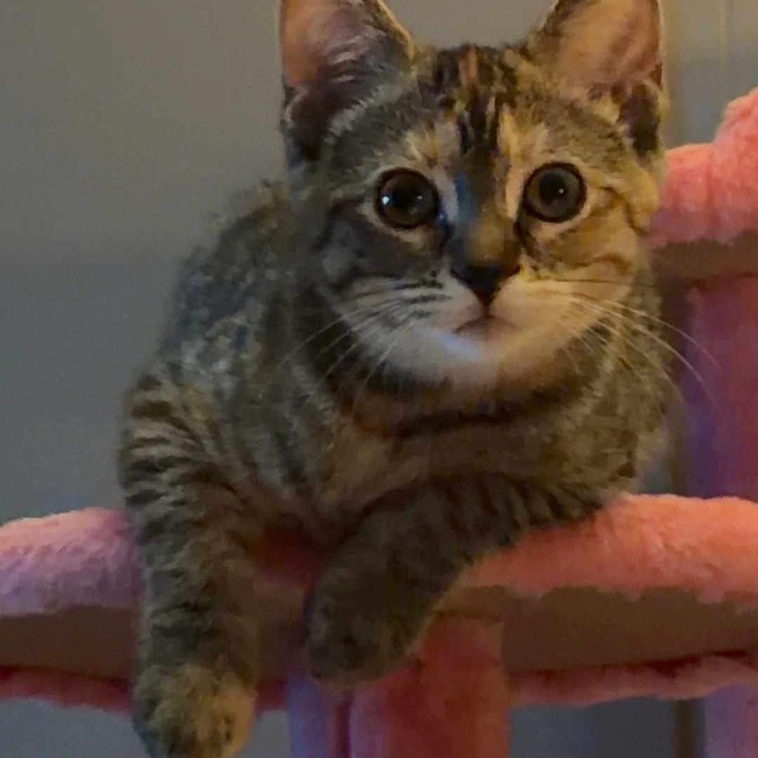 Snickers joined the competition — help win amazing prizes! kitten, cat, tabby, pet, animal, indoor, cat_tree, fur, whiskers, ears, paws, playful, curious, young, mammal, cute, feline, resting, looking, cozy