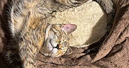 Snickers joined the competition — help win amazing prizes! cat, tabby_cat, sleeping, pet_bed, cozy, sunlight, indoor, feline, fur, paw, relaxing, cute, animal, resting, fluffy, domestic_animal, bed, comfort, soft, peaceful
