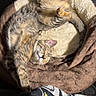 cat, tabby_cat, sleeping, pet_bed, cozy, sunlight, indoor, feline, fur, paw, relaxing, cute, animal, resting, fluffy, domestic_animal, bed, comfort, soft, peaceful