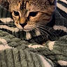 Snickers joined the competition — help win amazing prizes! kitten, cat, close_up, pet, feline, whiskers, blanket, cozy, fur, indoor, cute, animal, resting, young, portrait, soft_texture, curious, warm, striped, tabby