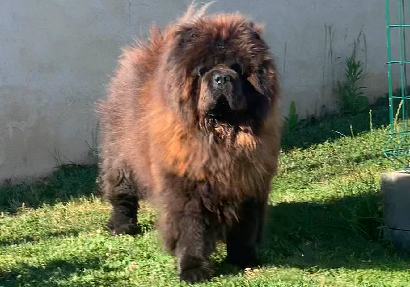 Miska participe au concours pour gagner de l'argent avec cette photo : biting, canidae, carnivore, companion_dog, dog, dog_breed, fawn, fur, grass, grassland, liver, non_sporting_group, plant, snout, sporting_group, terrestrial_animal, terrier, water_dog, wildlife, working_animal