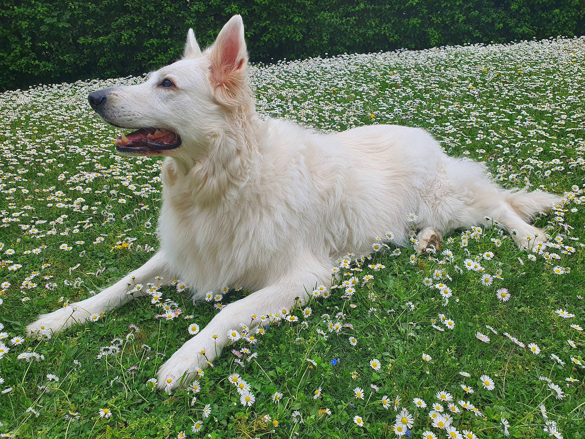 Jaïka participe au concours pour gagner de l'argent avec cette photo : berger_blanc_suisse, canidae, carnivore, dog, dog_breed, mammal, vertebrate, white_shepherd