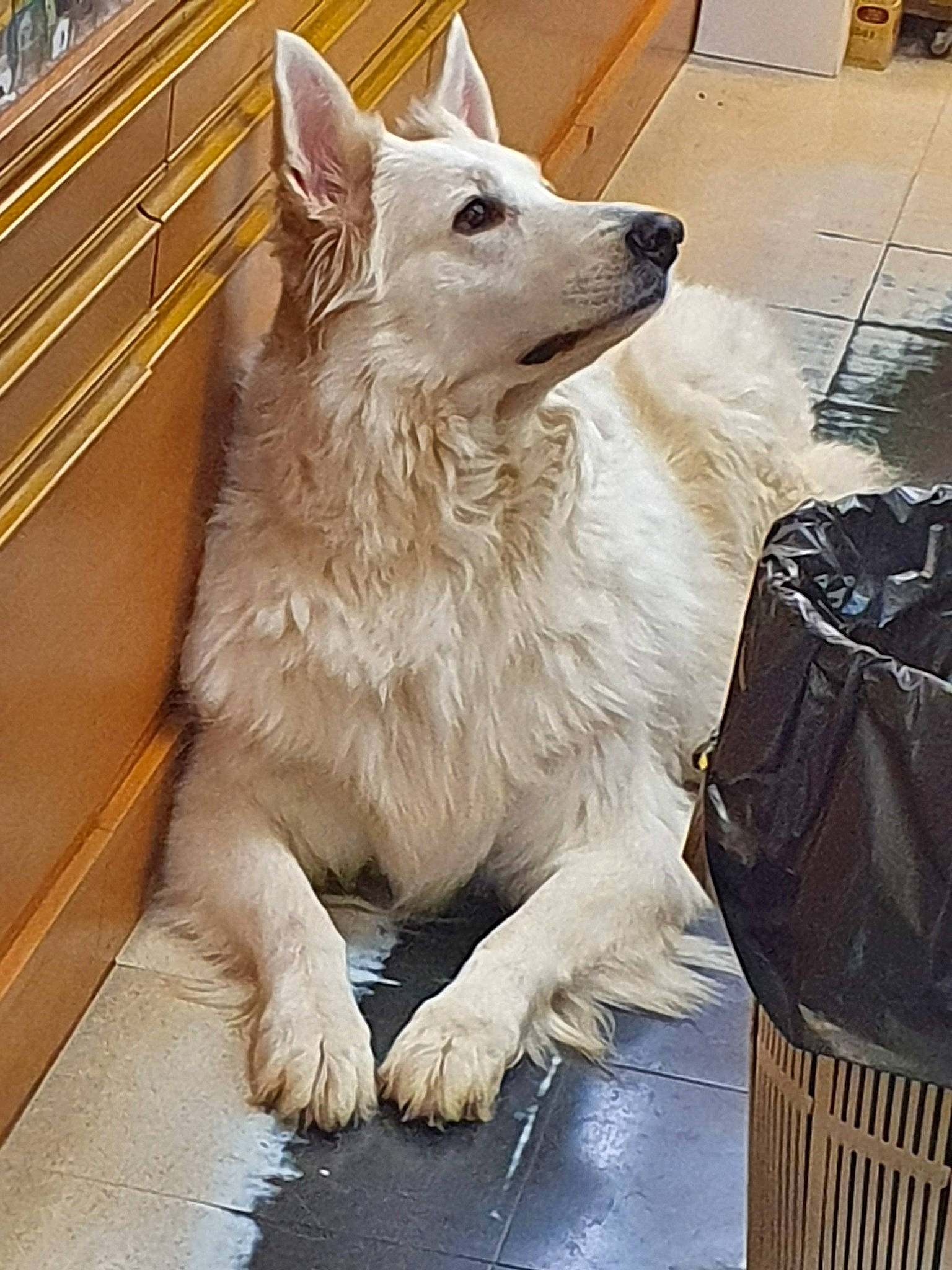 Jaïka a rejoint le concours — aidez-le/la à gagner de superbes lots ! american_eskimo_dog, berger_blanc_suisse, canidae, carnivore, companion_dog, dog, dog_breed, fawn, german_spitz_mittel, indian_spitz, japanese_spitz, kintamani, mammal, non_sporting_group, rare_breed_dog, vertebrate, volpino_italiano, white_shepherd