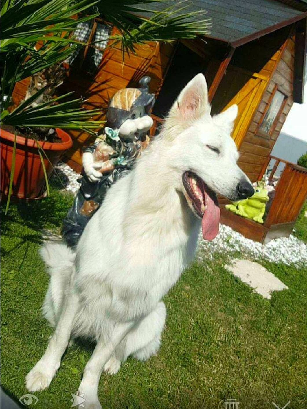 Jaïka participe au concours pour gagner de l'argent avec cette photo : berger_blanc_suisse, canidae, carnivore, companion_dog, dog, dog_breed, mammal, northern_inuit_dog, plant, rare_breed_dog, siberian_husky, tamaskan_dog, vertebrate, white_shepherd