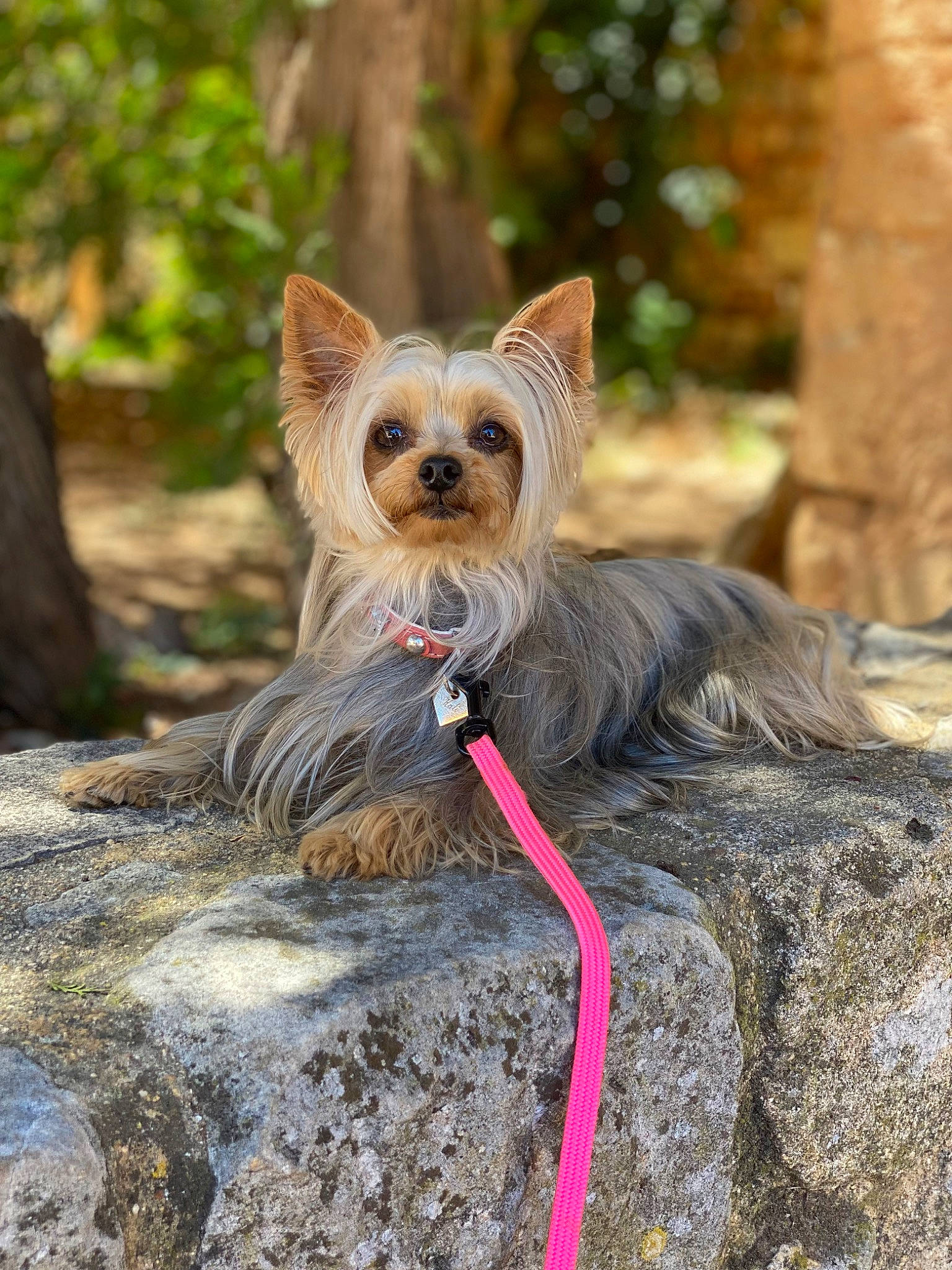 Kali participe au concours pour gagner de l'argent avec cette photo : canidae, carnivore, collar, companion_dog, dog, dog_breed, dog_supply, fawn, liver, mexican_hairless_dog, peruvian_hairless_dog, small_terrier, snout, tail, toy_dog, vertebrate, whiskers, wood, working_animal, yorkshire_terrier