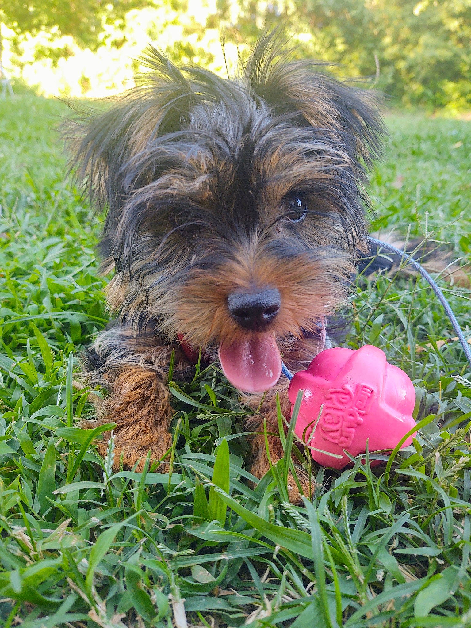 Nora joined the competition — help win amazing prizes! australian_silky_terrier, biewer_terrier, bolonka, bosnian_coarse_haired_hound, cairn_terrier, canidae, carnivore, dog, dog_breed, glen_of_imaal_terrier, mammal, morkie, puppy, schnoodle, small_terrier, sporting_group, sporting_lucas_terrier, terrier, vertebrate, yorkshire_terrier