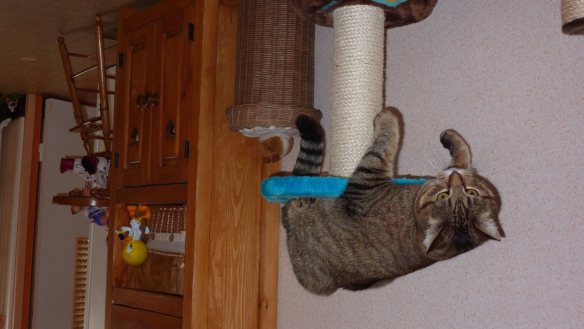 Tamara participe au concours pour gagner de l'argent avec cette photo : cat, cat_supply, domestic_short_haired_cat, door, fawn, felidae, flooring, fur, hardwood, shelf, shelving, small_to_medium_sized_cats, tail, thread, whiskers, wood, wood_stain, wool, woolen, working_animal