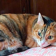 Noisette a rejoint le concours — aidez-le/la à gagner de superbes lots ! cat, calico, fur, animal, pet, resting, blanket, indoor, curious, wide_eyes, whiskers, ears, tail, wooden_cabinet, remote_control, cozy, relaxed, closeup, mammal, cute