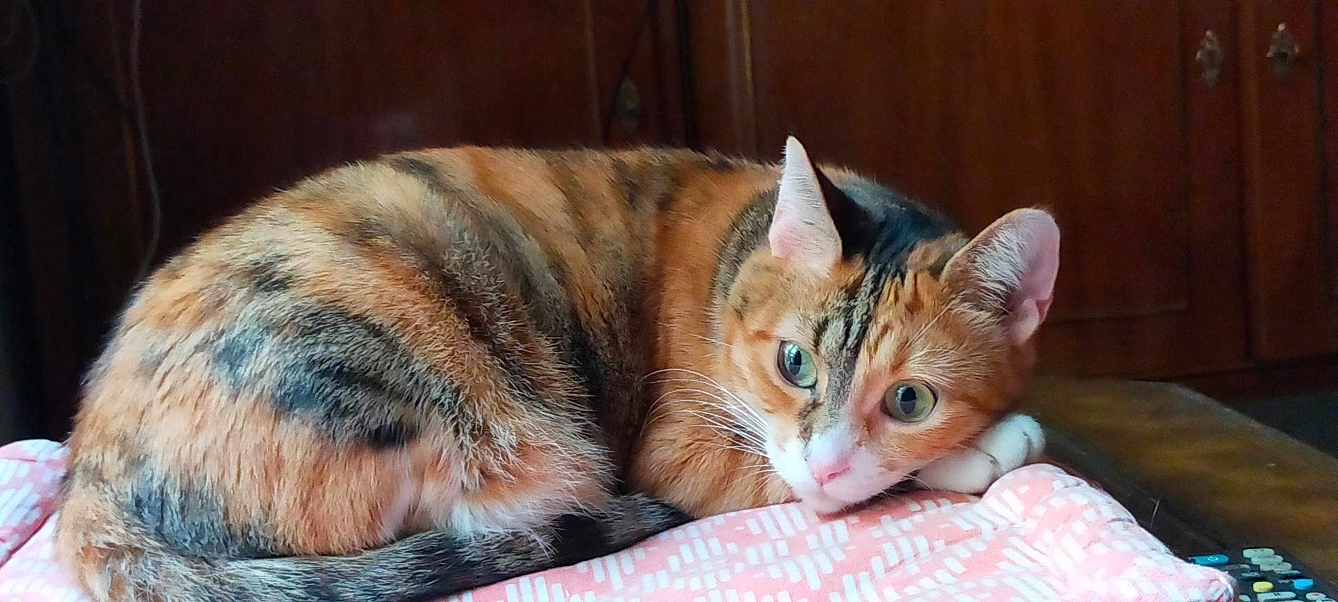 Noisette a rejoint le concours — aidez-le/la à gagner de superbes lots ! cat, calico, fur, animal, pet, resting, blanket, indoor, curious, wide_eyes, whiskers, ears, tail, wooden_cabinet, remote_control, cozy, relaxed, closeup, mammal, cute