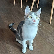 Odin a rejoint le concours — aidez-le/la à gagner de superbes lots ! cat, animal, pet, indoor, wooden_floor, green_eyes, curious, sitting, whiskers, feline, tabby, white_paws, ears, tail, floor, furniture_legs, domestic, cute, alert, young_cat