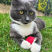 Mila a rejoint le concours — aidez-le/la à gagner de superbes lots ! cat, gray_cat, white_paws, yellow_eyes, grass, outdoor, toy, red_yarn, pet, animal, whiskers, closeup, nature, playful, cute, feline, relaxed, fur, collar, greenery