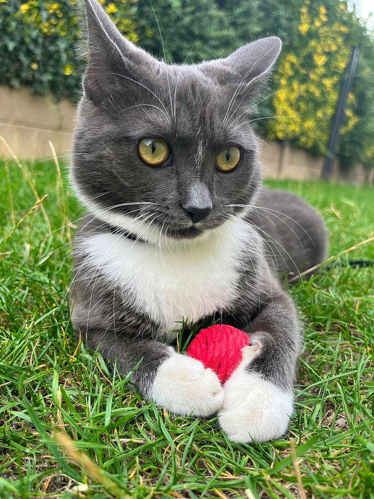 Mila a rejoint le concours — aidez-le/la à gagner de superbes lots ! cat, gray_cat, white_paws, yellow_eyes, grass, outdoor, toy, red_yarn, pet, animal, whiskers, closeup, nature, playful, cute, feline, relaxed, fur, collar, greenery