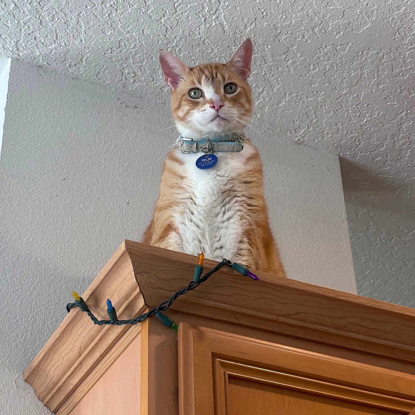 Felix