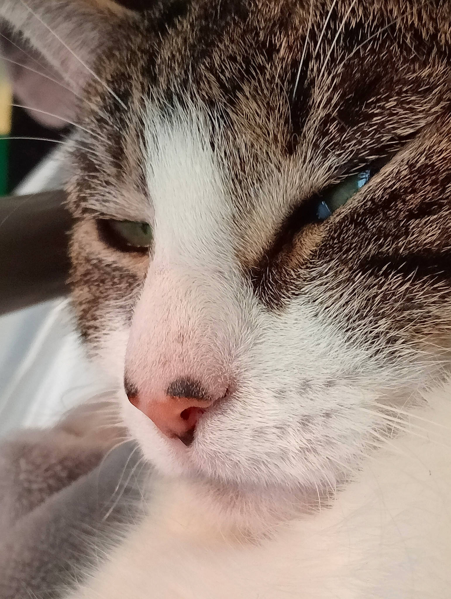 Aiko joined the competition — help win amazing prizes! carnivore, cat, close_up, comfort, domestic_short_haired_cat, felidae, fur, macro_photography, nap, sleep, small_to_medium_sized_cats, snout, terrestrial_animal, whiskers