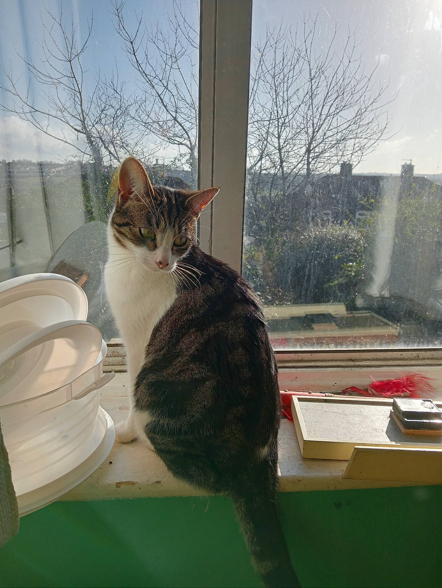 Aiko joined the competition — help win amazing prizes! carnivore, cat, domestic_short_haired_cat, fawn, felidae, fur, grass, pet_supply, plant, roof, sitting, sky, small_to_medium_sized_cats, tail, tints_and_shades, tree, twig, whiskers, window, wood