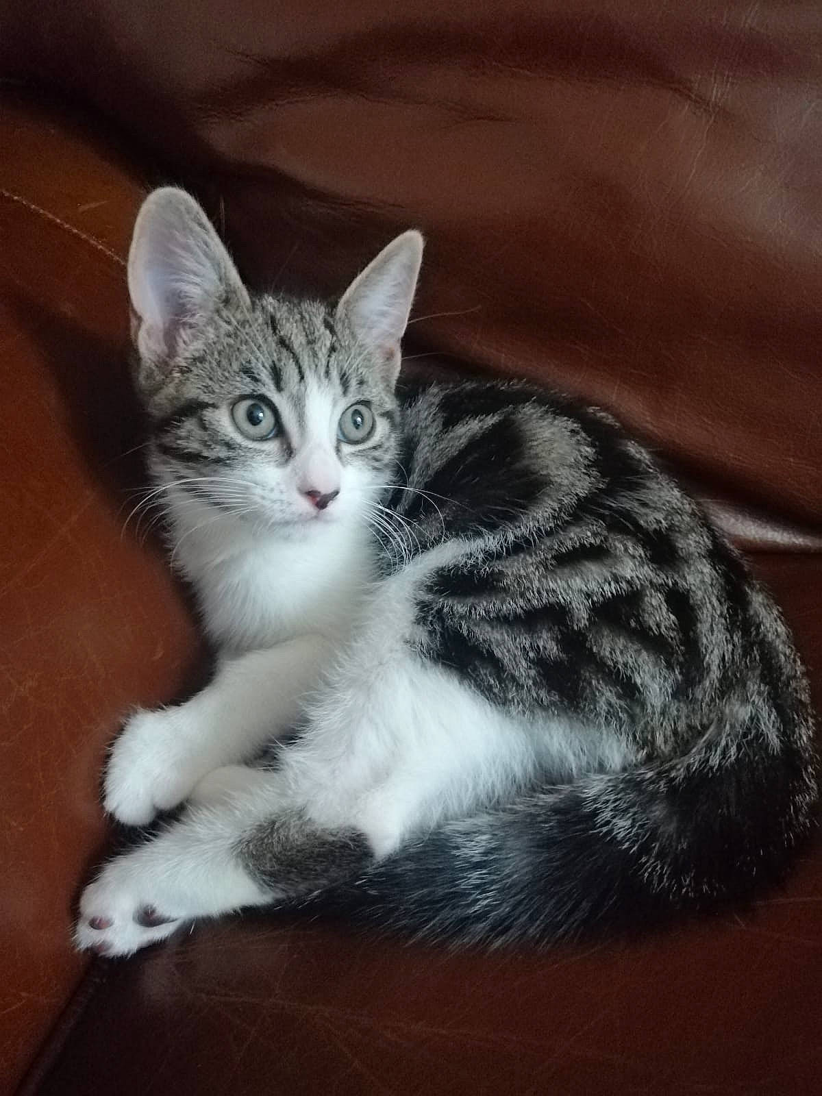 Aiko is registered to the contest to win money with this photo: carnivore, cat, claw, domestic_short_haired_cat, felidae, fur, paw, small_to_medium_sized_cats, snout, tail, whiskers