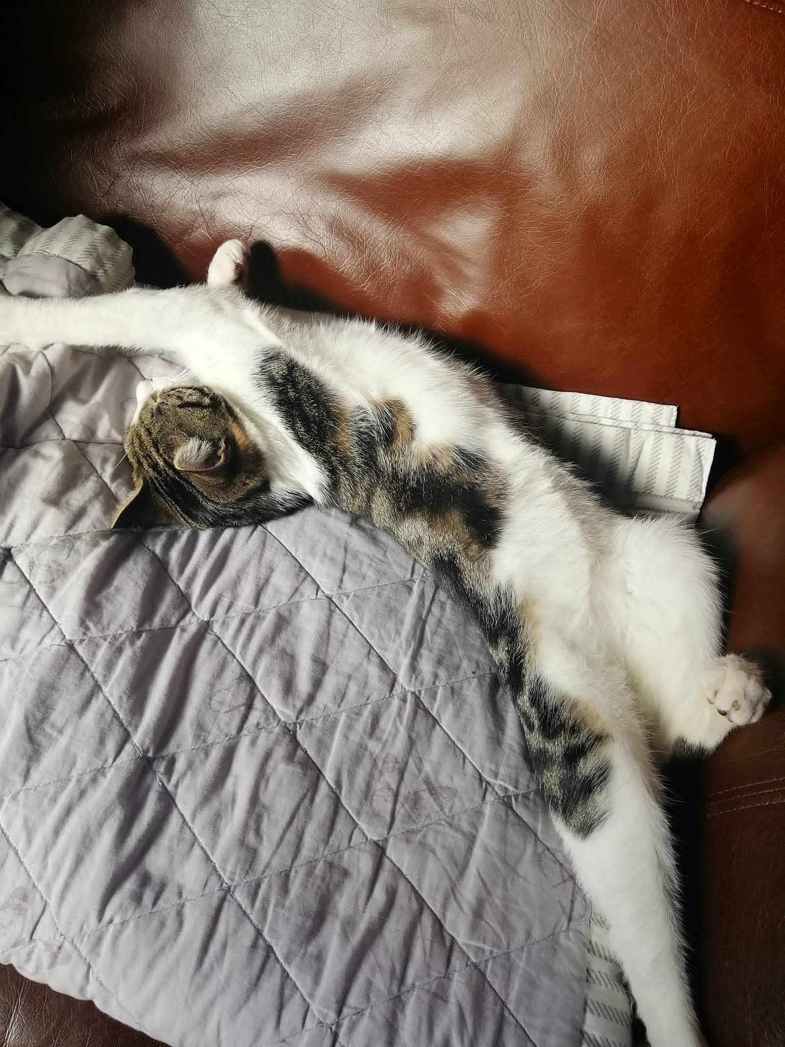 Aiko joined the competition — help win amazing prizes! bedding, carnivore, cat, claw, comfort, couch, domestic_short_haired_cat, feather, felidae, fur, grey, human_leg, linens, pattern, paw, sleeve, small_to_medium_sized_cats, tail, terrestrial_animal, whiskers