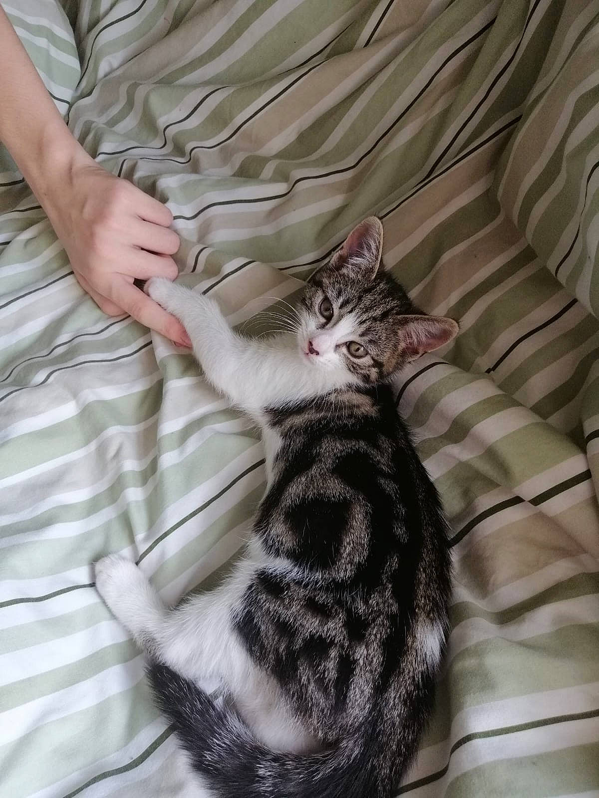 Aiko is registered to the contest to win money with this photo: bed, carnivore, cat, claw, comfort, domestic_short_haired_cat, felidae, foot, fur, grey, linens, pattern, paw, sitting, sleeve, small_to_medium_sized_cats, tail, terrestrial_animal, textile, whiskers