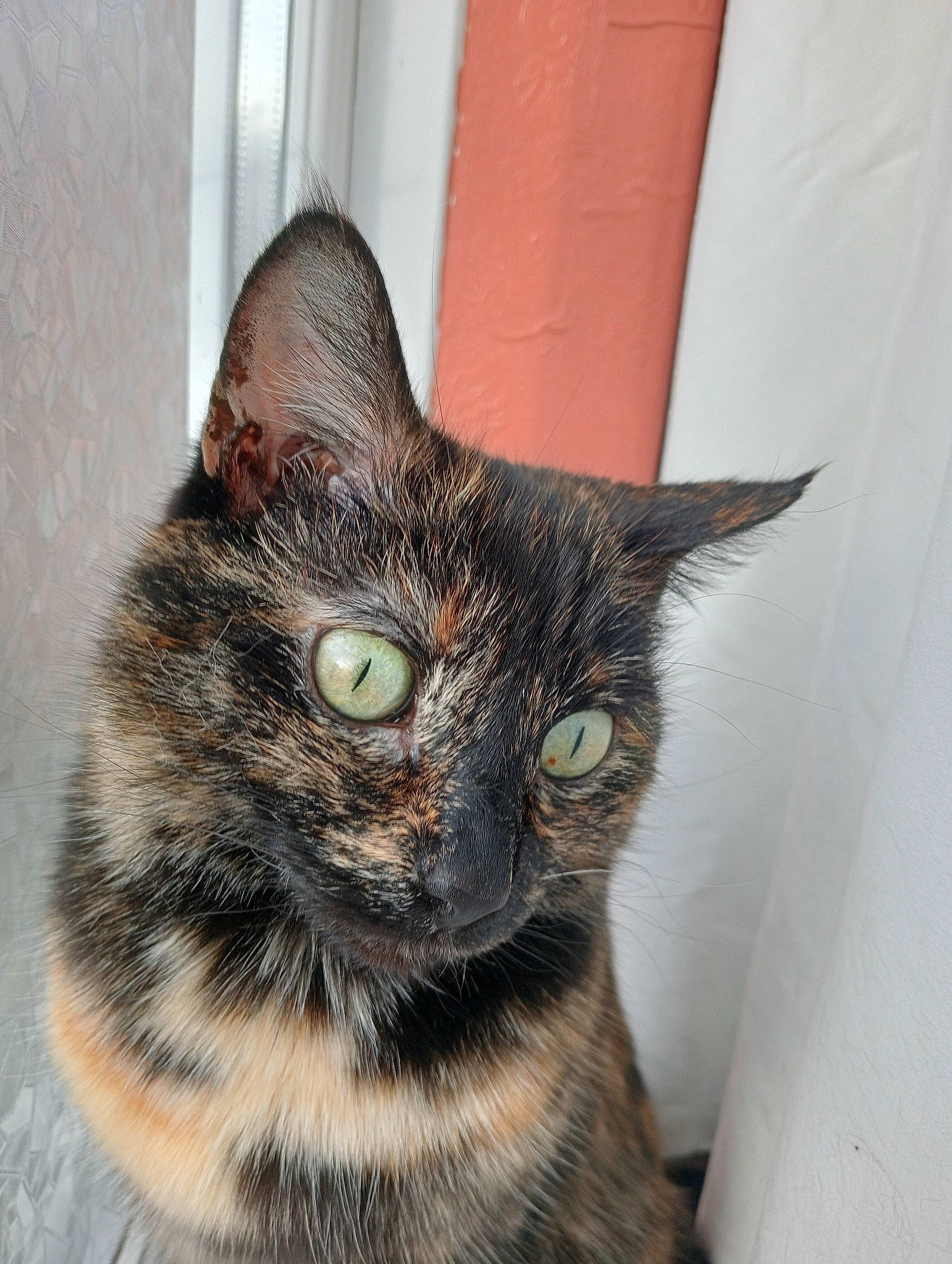 Phoenix is registered to the contest to win money with this photo: carnivore, cat, domestic_short_haired_cat, eye, felidae, fur, houseplant, paw, pet_supply, small_to_medium_sized_cats, snout, tail, terrestrial_animal, whiskers, window