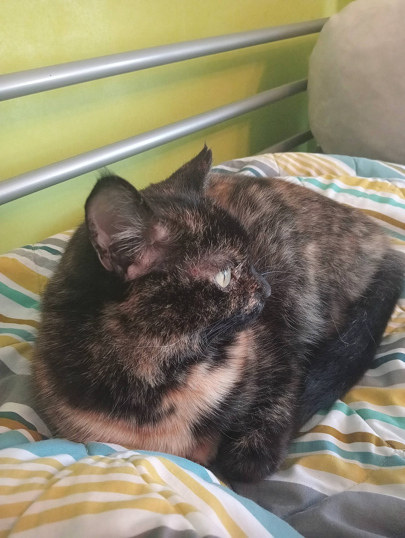 Phoenix joined the competition — help win amazing prizes! black_cat, carnivore, cat, comfort, domestic_short_haired_cat, felidae, fur, linens, nap, sleep, small_to_medium_sized_cats, snout, tail, terrestrial_animal, whiskers