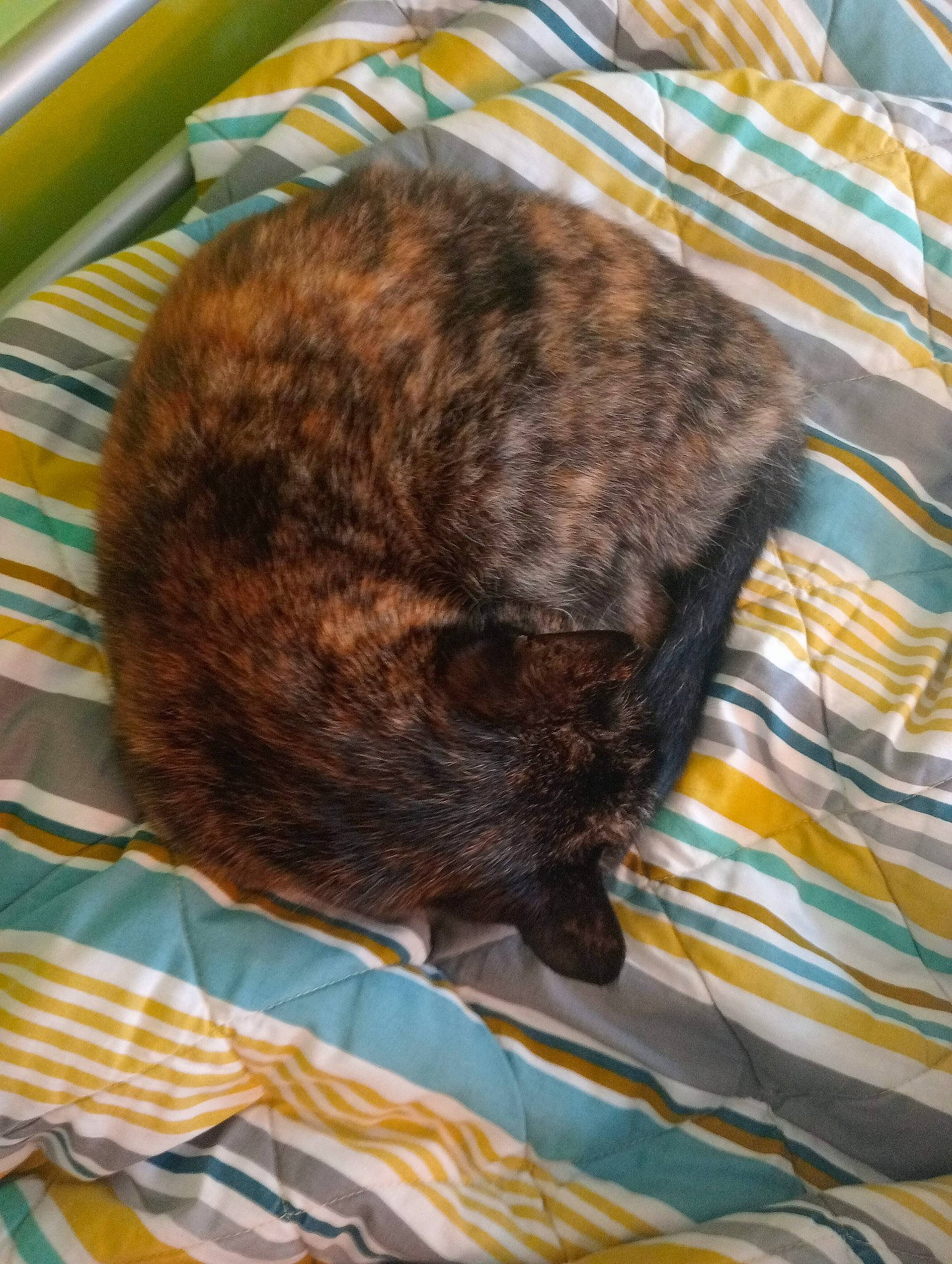 Phoenix is registered to the contest to win money with this photo: black_cat, brown, carnivore, cat, claw, comfort, domestic_short_haired_cat, fawn, felidae, fur, linens, liver, nap, pattern, sleep, small_to_medium_sized_cats, sporting_group, tail, terrestrial_animal, whiskers