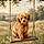 Rocco