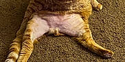 Braidy is registered to the contest to win money with this photo: cat, orange_tabby, carpet, indoor, pet, feline, relaxed, sprawled, fur, animal, whiskers, paw, tail, looking_away, cute, domestic, mammal, floor, resting, plump