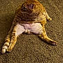cat, orange_tabby, carpet, indoor, pet, feline, relaxed, sprawled, fur, animal, whiskers, paw, tail, looking_away, cute, domestic, mammal, floor, resting, plump