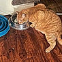Braidy joined the competition — help win amazing prizes! cat, orange_tabby, drinking, metal_bowl, wooden_floor, blue_bowl, slow_feeder, carpeted_cat_tree, indoor, pet, feline, flooring, animal, domestic, home, fur, whiskers, ears, tail, paw