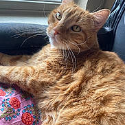 Braidy is registered to the contest to win money with this photo: cat, orange_tabby, fluffy_fur, whiskers, window, cushion, floral_pattern, indoor, pet, relaxed, closeup, face, fur_texture, resting, cute, animal, domestic_cat, portrait, natural_light, curious