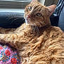 cat, orange_tabby, fluffy_fur, whiskers, window, cushion, floral_pattern, indoor, pet, relaxed, closeup, face, fur_texture, resting, cute, animal, domestic_cat, portrait, natural_light, curious