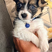 Prince is registered to the contest to win money with this photo: puppy, dog, pet, fluffy, collar, blue_bell, cute, wide_eyes, hand, holding, fur, white_fur, brown_fur, indoor, close_up, portrait, animal, young, adorable, curious
