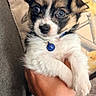 puppy, dog, pet, fluffy, collar, blue_bell, cute, wide_eyes, hand, holding, fur, white_fur, brown_fur, indoor, close_up, portrait, animal, young, adorable, curious