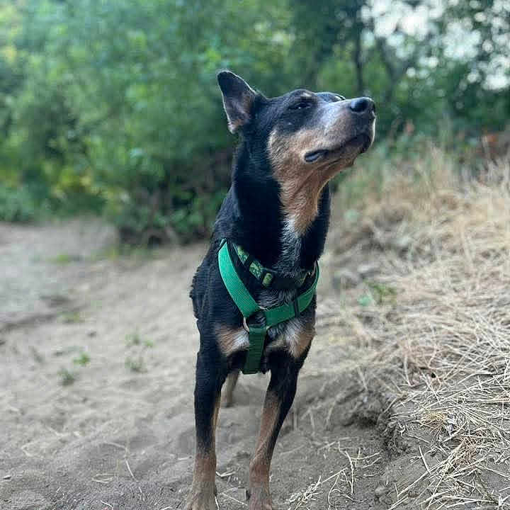 Tennessee Whisky joined the competition — help win amazing prizes! alert, animal, brown_black_fur, canine, curious, daylight, dirt_path, dog, ears_up, focused, grass, green_harness, leafy_background, nature, outdoor, pet, side_view, snout, standing, walking_area