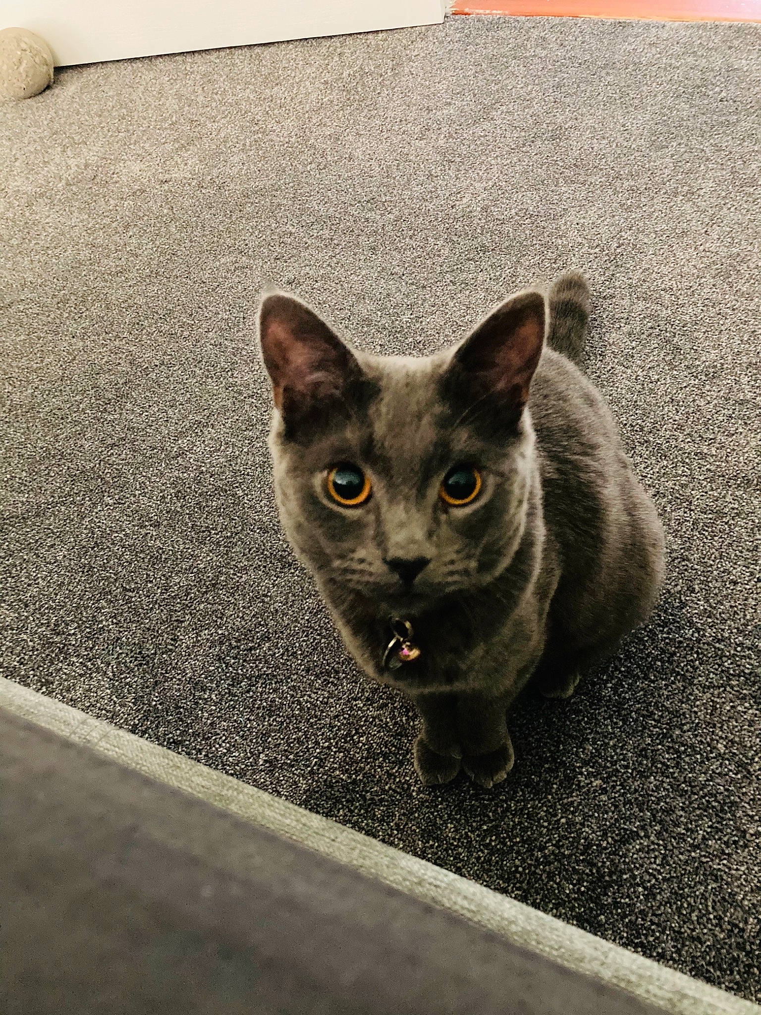 Earl is registered to the contest to win money with this photo: asphalt, black_cat, bombay, carnivore, cat, domestic_short_haired_cat, felidae, flooring, fur, grey, metal, paw, road_surface, russian_blue, small_to_medium_sized_cats, snout, tail, tar, terrestrial_animal, whiskers