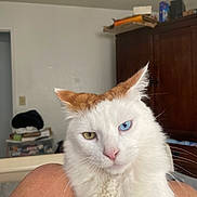 Pistol joined the competition — help win amazing prizes! cat, heterochromia, blue_eye, yellow_eye, white_fur, ginger_patch, pet, indoor, feline, close_up, person_knee, fur, whiskers, ear, nose, domestic_animal, home, cabinet, clutter, relaxed