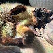 Bambi joined the competition — help win amazing prizes! cat, siamese, pet, animal, feline, fur, paw, relaxed, lying_down, indoor, soft_light, closeup, blurred_background, sleepy, cute, cozy, whiskers, face, tail, playful