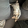 animal, blanket, cat, couch, cozy, cute, ears, feline, fur, indoor, kitten, paws, pet, playful, relaxed, resting, small, striped, upside_down, whiskers