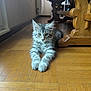 animal, cat, cozy, cute, domestic, ears, floor, fluffy, furniture, indoor, kitten, looking, paws, pet, resting, tabby, table_leg, whiskers, wooden_floor, young_cat