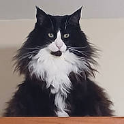 Oreo is registered to the contest to win money with this photo: animal, black_and_white, calm, cat, cute, domestic, ears, eyes, feline, fluffy, fur, indoor, long_hair, majestic, mammal, nose, pet, portrait, sitting, whiskers
