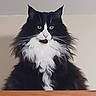 animal, black_and_white, calm, cat, cute, domestic, ears, eyes, feline, fluffy, fur, indoor, long_hair, majestic, mammal, nose, pet, portrait, sitting, whiskers