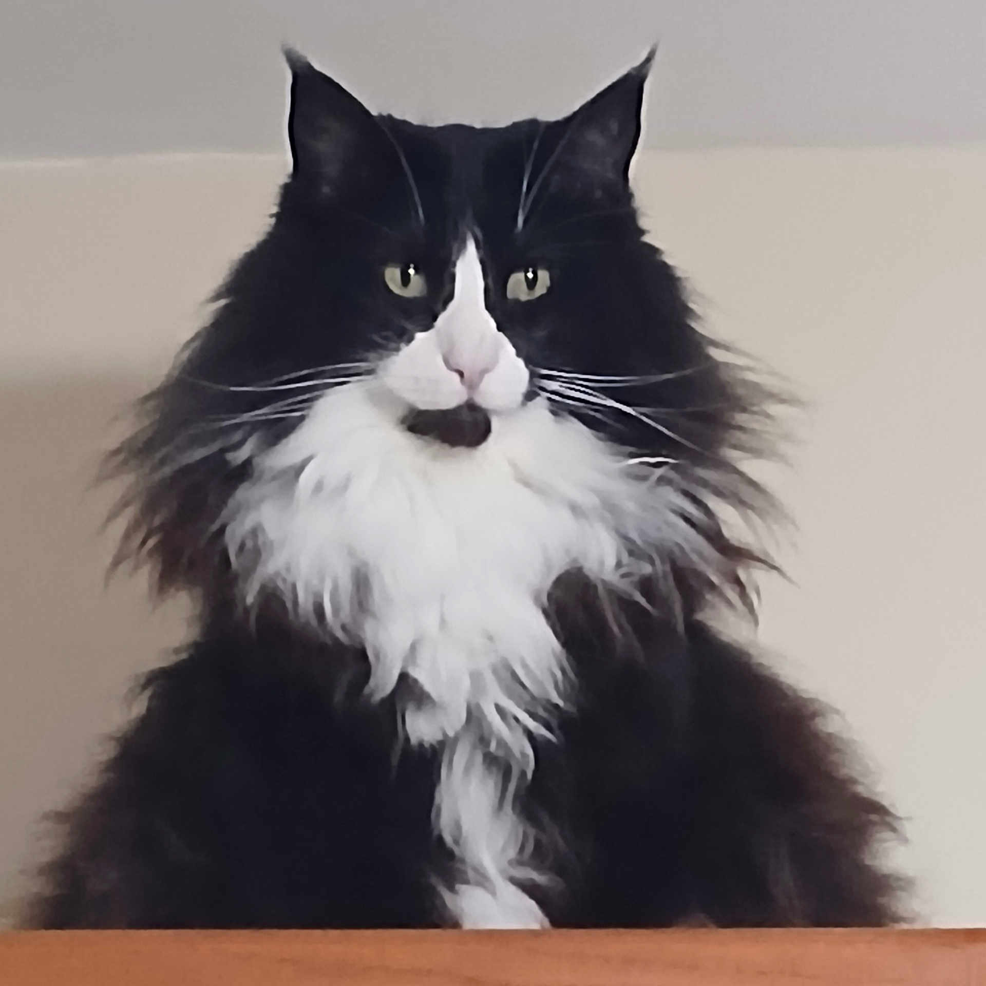 Oreo