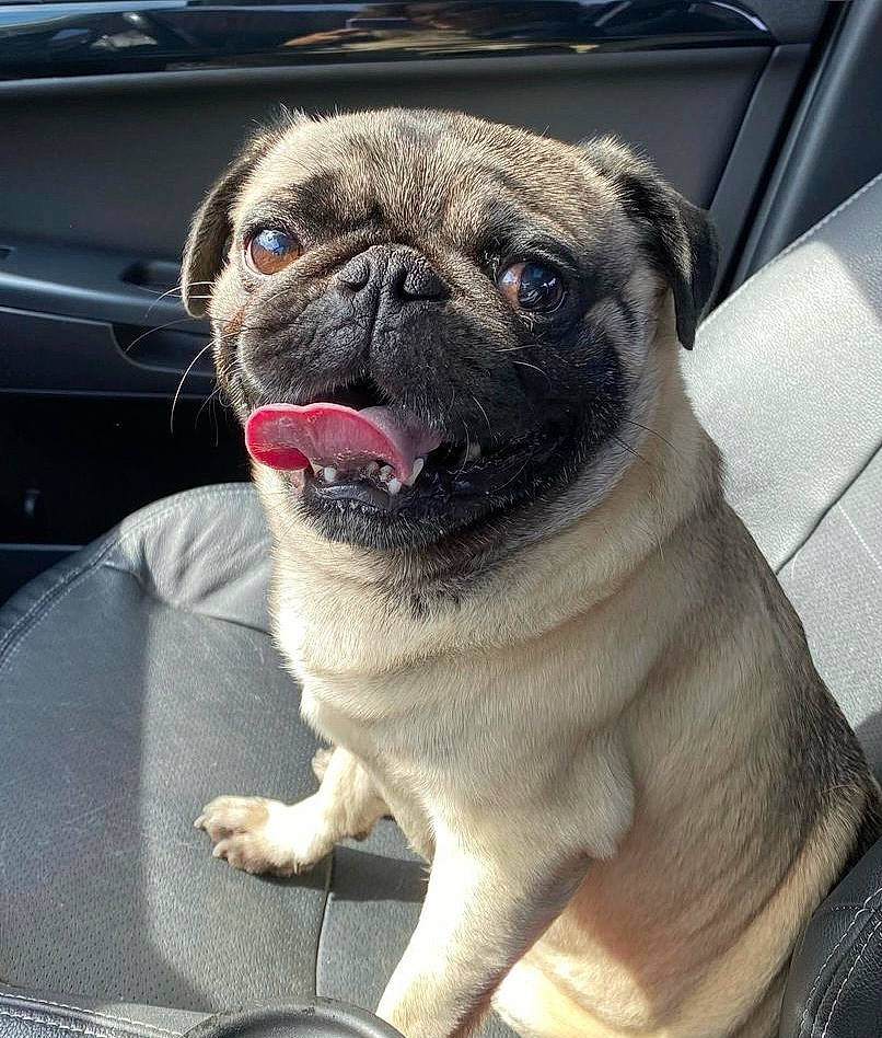 Coal joined the competition — help win amazing prizes! ancient_dog_breeds, canidae, carnivore, collar, companion_dog, dog, dog_breed, dog_collar, fawn, fur, non_sporting_group, pug, snout, sporting_group, terrestrial_animal, toy_dog, whiskers, working_animal, wrinkle