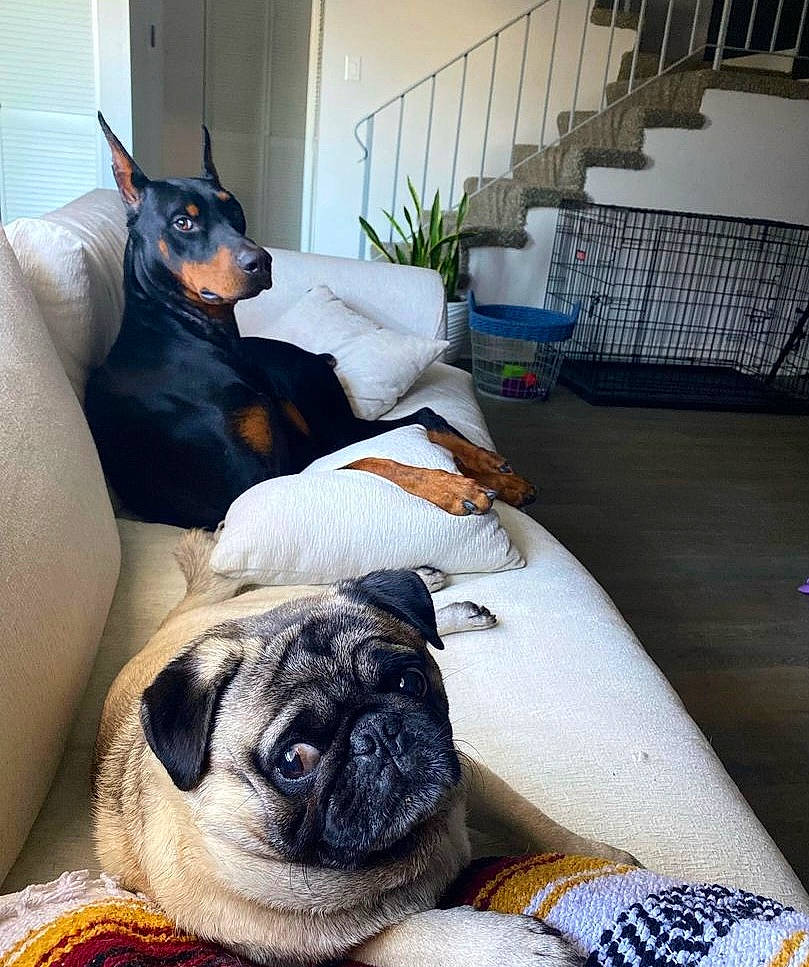 Coal joined the competition — help win amazing prizes! canidae, carnivore, comfort, companion_dog, dog, dog_breed, dog_supply, fawn, fur, guard_dog, houseplant, linens, plant, pug, room, snout, sporting_group, toy_dog, working_animal, wrinkle