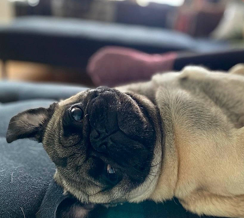 Coal is registered to the contest to win money with this photo: canidae, carnivore, comfort, companion_dog, dog, dog_breed, ear, fawn, fur, nap, non_sporting_group, paw, pug, snout, sporting_group, terrestrial_animal, toy_dog, whiskers, working_animal, wrinkle