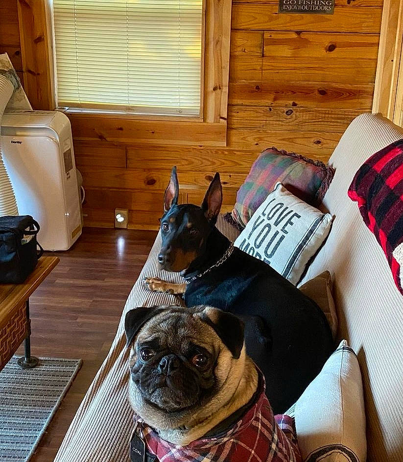 Coal joined the competition — help win amazing prizes! cabinetry, carnivore, comfort, companion_dog, dog, dog_breed, fawn, flooring, hardwood, home_appliance, kitchen, kitchen_appliance, lamp, living_room, pug, snout, toy_dog, window, wood, wrinkle