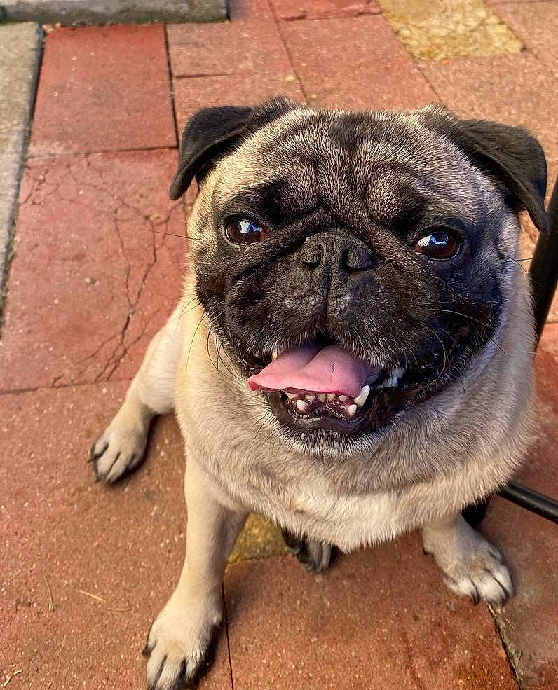 Coal joined the competition — help win amazing prizes! ancient_dog_breeds, canidae, carnivore, collar, companion_dog, dog, dog_breed, dog_collar, eye, fawn, fur, non_sporting_group, pug, snout, sporting_group, terrestrial_animal, toy_dog, whiskers, working_animal, wrinkle