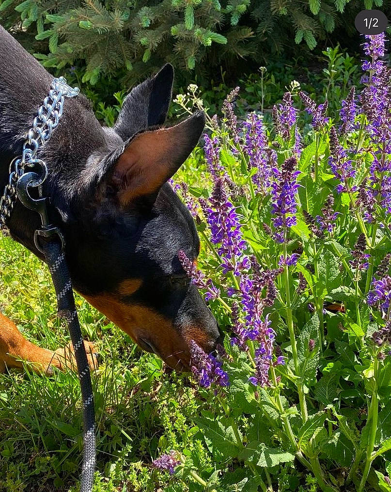 Lucifer is registered to the contest to win money with this photo: annual_plant, canidae, carnivore, dog, dog_breed, fawn, flower, flowering_plant, garden, grass, groundcover, herb, herbaceous_plant, lavender, plant, shrub, terrestrial_animal, terrestrial_plant, vegetation, working_animal