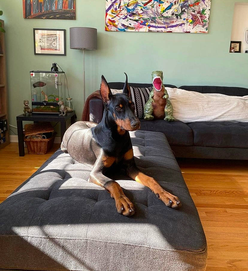 Lucifer joined the competition — help win amazing prizes! barefoot, canidae, carnivore, comfort, companion_dog, couch, dog_breed, event, fawn, floor, flooring, fun, furniture, hardwood, interior_design, leisure, living_room, picture_frame, room, wood